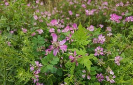 小野花