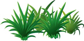 小草