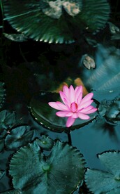 莲花             