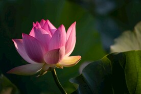 莲花             