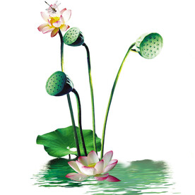 荷花素材