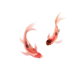 锦鲤