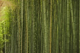 竹林             