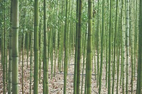 竹子             