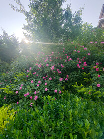 小花丛