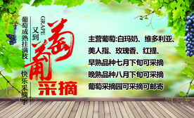 葡萄采摘