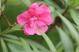 夹竹桃花