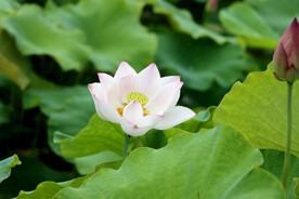 白色荷花
