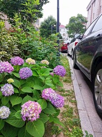 绣球花