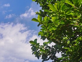玉兰树枝  