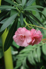 夹竹桃花