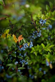蓝莓树            