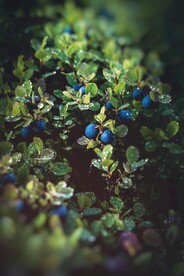 蓝莓树            
