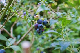 蓝莓树