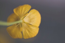 毛茛