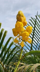 翅荚决明