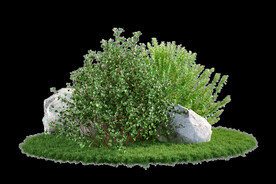 免扣植物素材图片