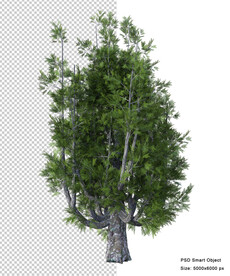 免扣植物素材图片