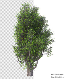 免扣植物素材图片