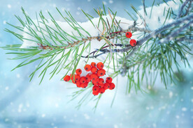 冬天雪景图片