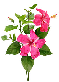 手绘花卉