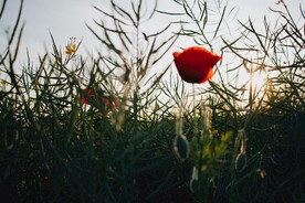 黄昏下的花草