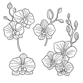 素描花