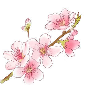 桃花