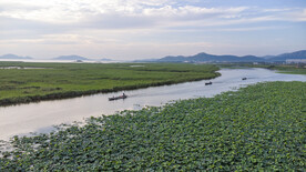 东平湖湿地
