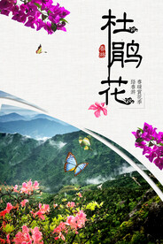 杜鹃花
