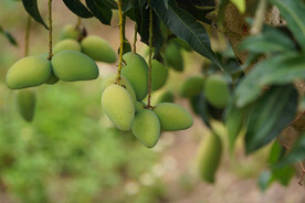 小台芒