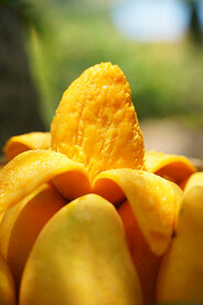 小台芒