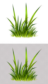 小草地草坪植物