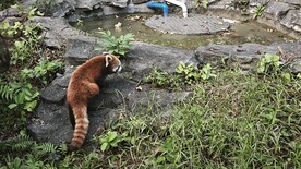 小浣熊