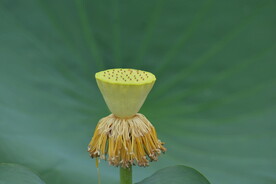 莲子