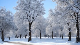 冰天雪树