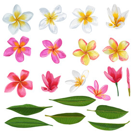 水彩花卉
