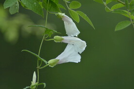 牵牛花
