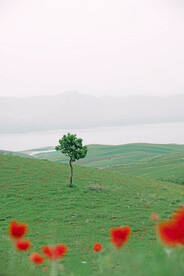 高原绿地