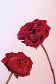 红玫瑰高清图