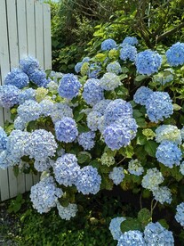 蓝色绣球花