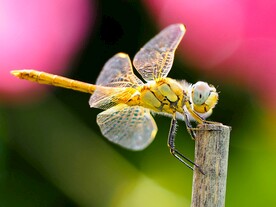 蜻蜓高清图