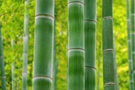竹子