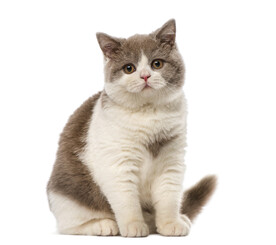 猫咪