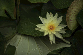 莲花