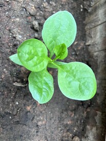 木耳菜