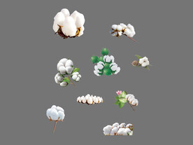 棉花