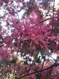 红花檵木