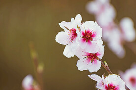 一枝花