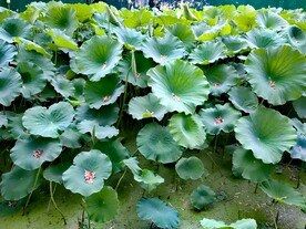 公园荷花池